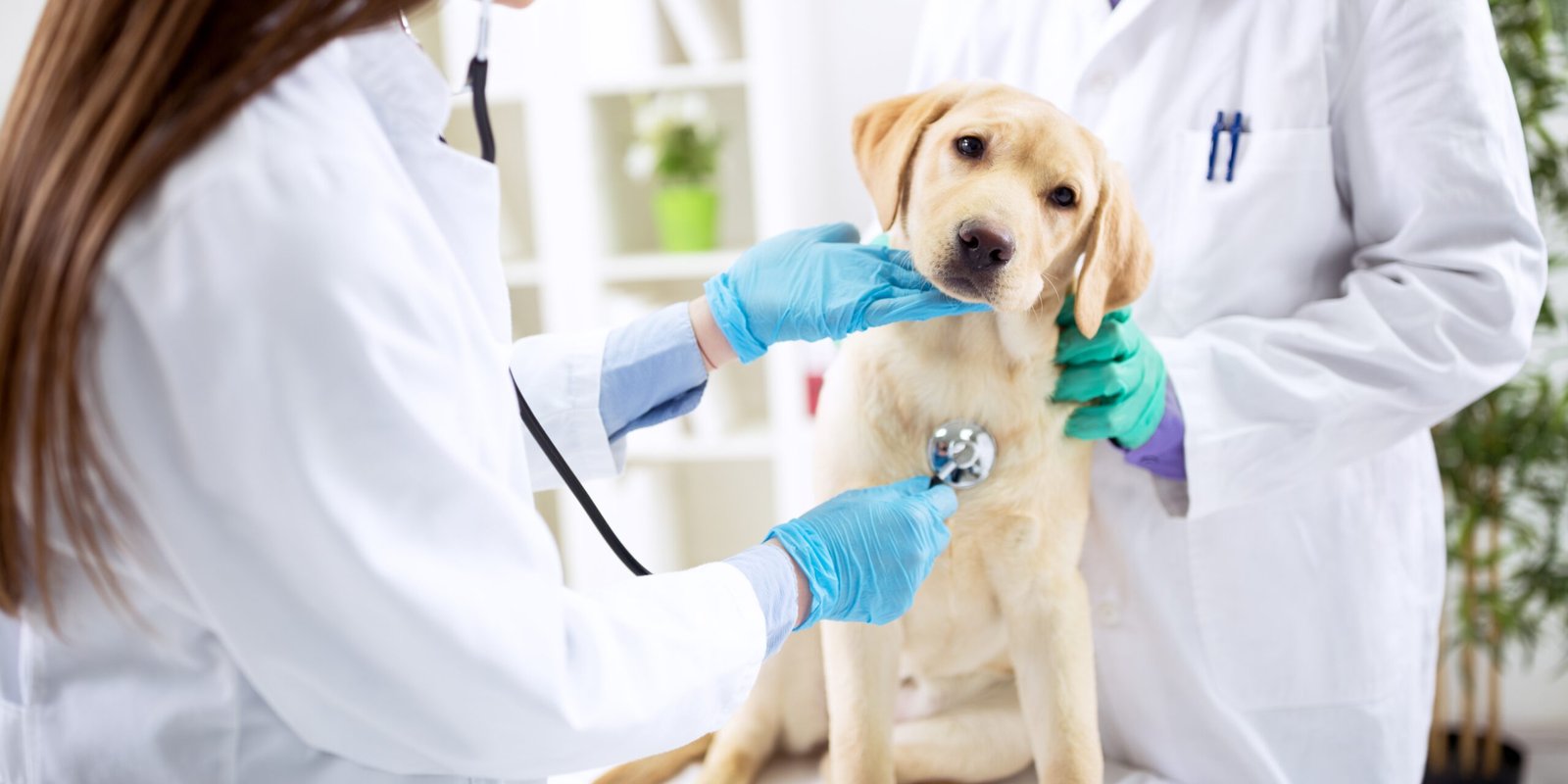 Cuidados Veterinarios para tu Cachorro Qué Debes Saber