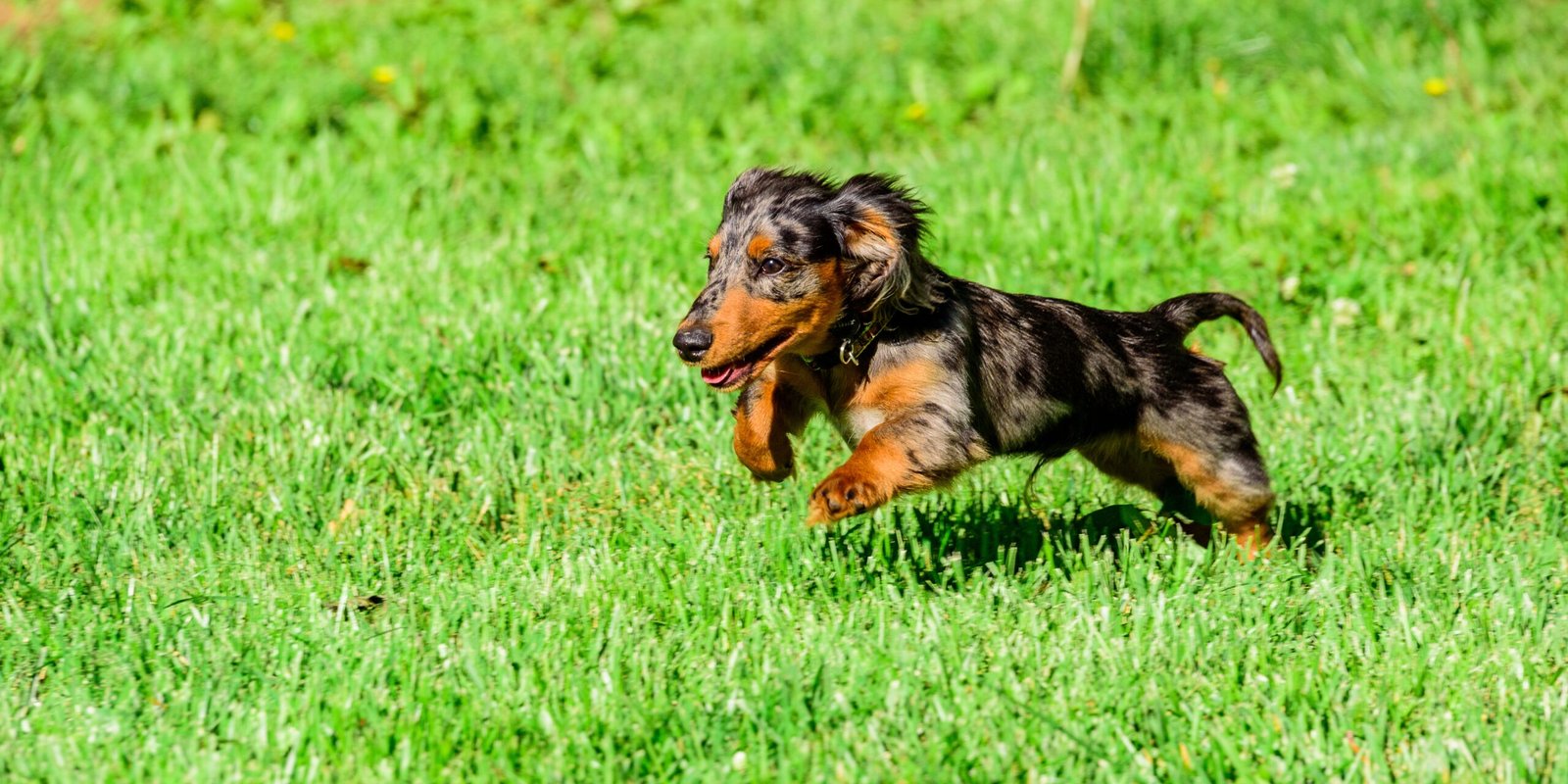 La Importancia del Ejercicio y la Estimulación Mental en los Cachorros