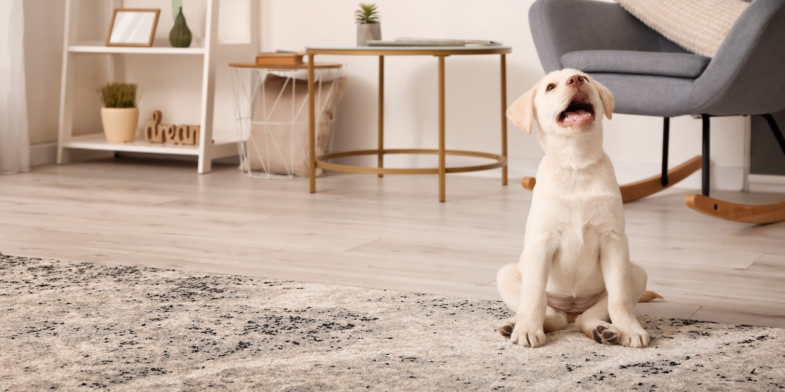 Los Primeros Días del Cachorro en Casa