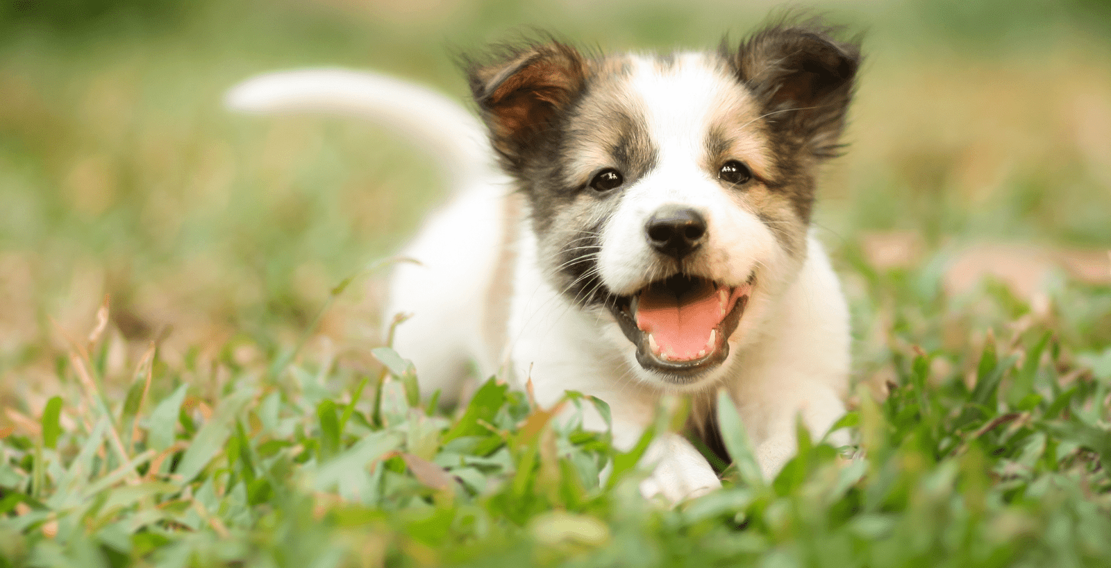 Cachorros sanos y felices